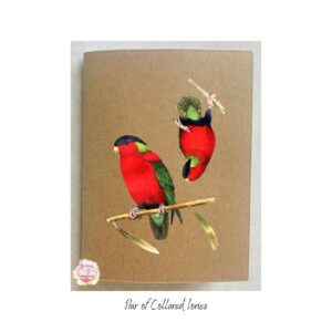 Pair of Collared Lories